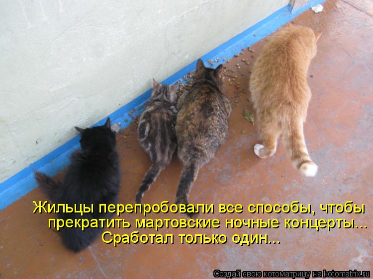 Котоматрица: Жильцы перепробовали все способы, чтобы прекратить мартовские ночные концерты... Сработал только один...