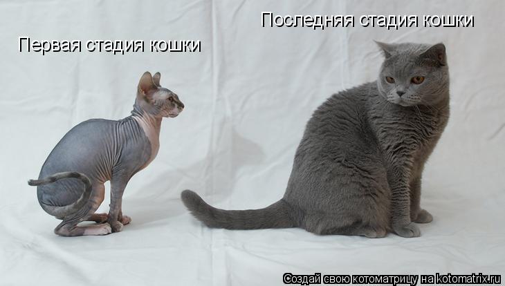 Первая стадия кошки Последняя стадия кошки... Котоматрица: Первая стадия кошки Последняя стадия кошки