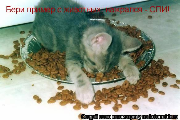 Бери пример с животных: нажрался - СПИ!... Котоматрица: Бери пример с животных: нажрался - СПИ!