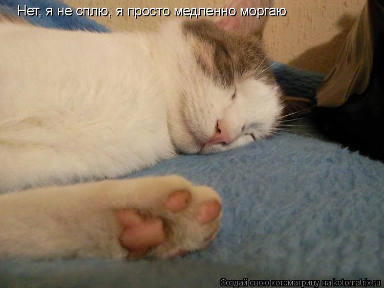 Нет, я не сплю, я просто медленно моргаю... Котоматрица: Нет, я не сплю, я просто медленно моргаю