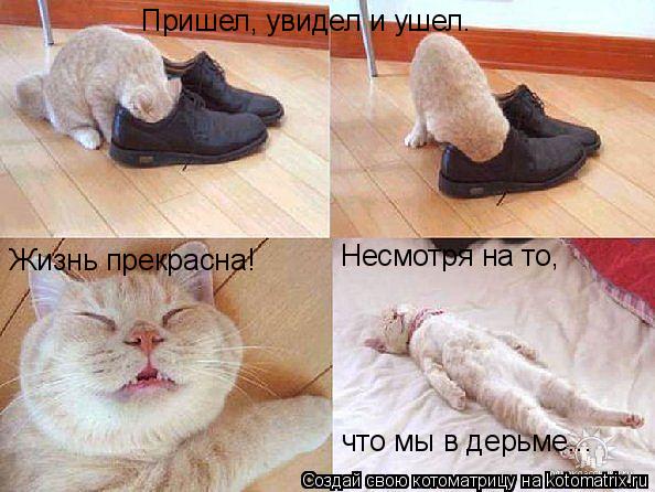 Пришел, увидел и ушел. Жизнь прекрасна! Несмотря на то, что мы в дерьме...... Котоматрица: Пришел, увидел и ушел. Жизнь прекрасна! Несмотря на то, что мы в дерьме...