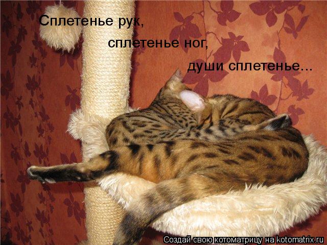 Сплетенье рук, сплетенье ног, души сплетенье...... Котоматрица: Сплетенье рук, сплетенье ног, души сплетенье...