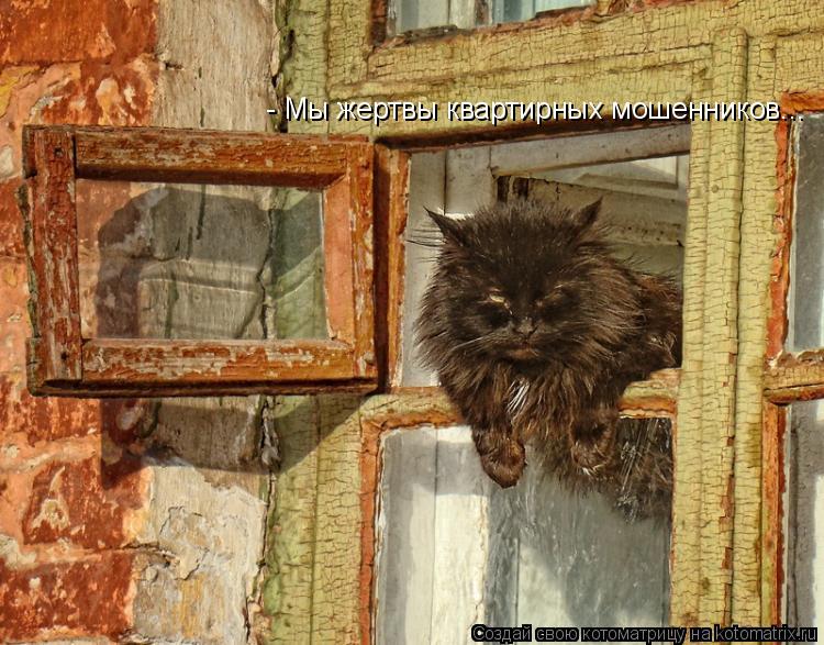 Котоматрица: - Мы жертвы квартирных мошенников...