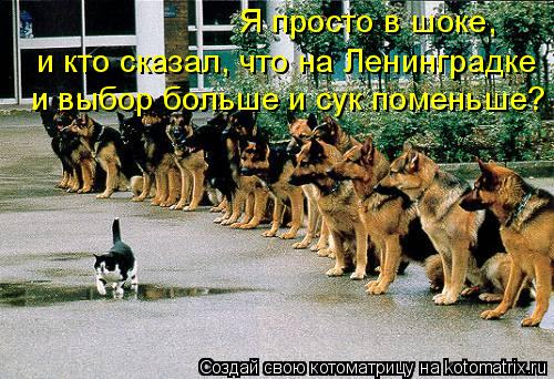 Я просто в шоке, и кто сказал, что на Ленинградке и выбор больше и сук поменьше?... Котоматрица: Я просто в шоке, и кто сказал, что на Ленинградке и выбор больше и сук поменьше?