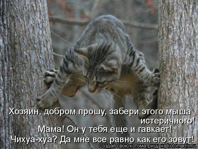 Котоматрица: Хозяин, добром прошу, забери этого мыша  истеричного!  Мама! Он у тебя еще и гавкает!  Чихуа-хуа? Да мне все равно как его зовут!