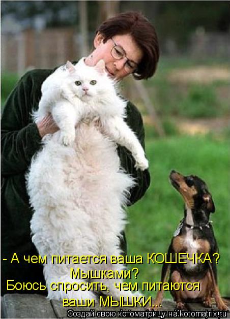 - А чем питается ваша КОШЕЧКА? Мышками? Боюсь спросить, чем питаются ваши МЫШКИ...... Котоматрица: - А чем питается ваша КОШЕЧКА? Мышками? Боюсь спросить, чем питаются ваши МЫШКИ...