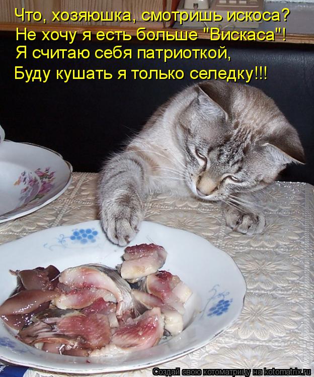 Что, хозяюшка, смотришь искоса? Не хочу я есть больше "Вискаса"! Я считаю себя патриоткой, Буду кушат... Котоматрица: Что, хозяюшка, смотришь искоса? Не хочу я есть больше "Вискаса"! Я считаю себя патриоткой, Буду кушать я только селедку!!!