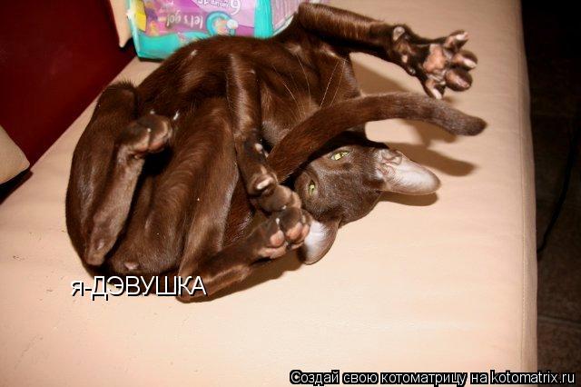 я-ДЭВУШКА... Котоматрица: я-ДЭВУШКА