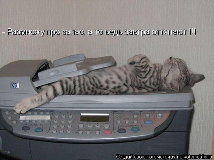 - Размножу про запас, а то ведь завтра оттяпают !!!... Котоматрица: - Размножу про запас, а то ведь завтра оттяпают !!!
