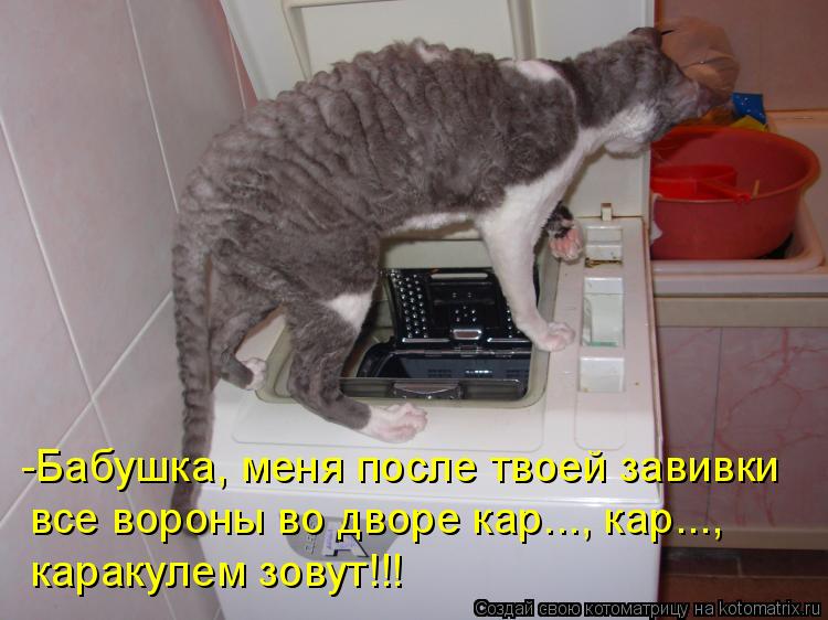 -Бабушка, меня после твоей завивки все вороны во дворе кар..., кар..., каракулем зовут!!!... Котоматрица: -Бабушка, меня после твоей завивки все вороны во дворе кар..., кар..., каракулем зовут!!!