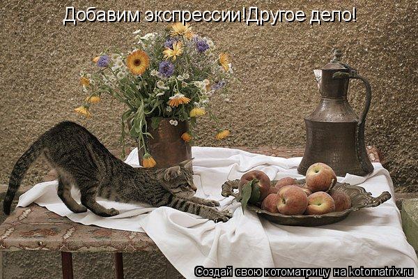 Котоматрица: Добавим экспрессии!Другое дело!