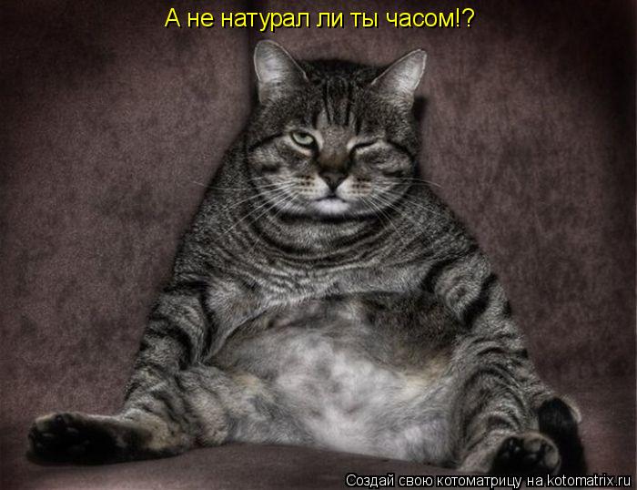 А не натурал ли ты часом!?... Котоматрица: А не натурал ли ты часом!?