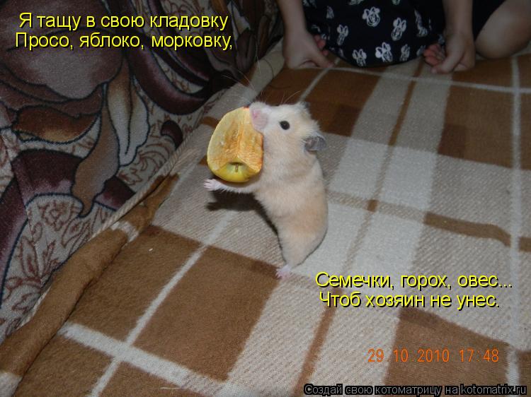 Котоматрица: Я тащу в свою кладовку  Просо, яблоко, морковку, Семечки, горох, овес...  Чтоб хозяин не унес.