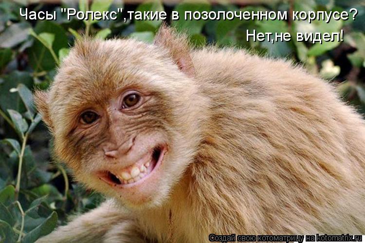 Котоматрица: Часы "Ролекс",такие в позолоченном корпусе? Нет,не видел!