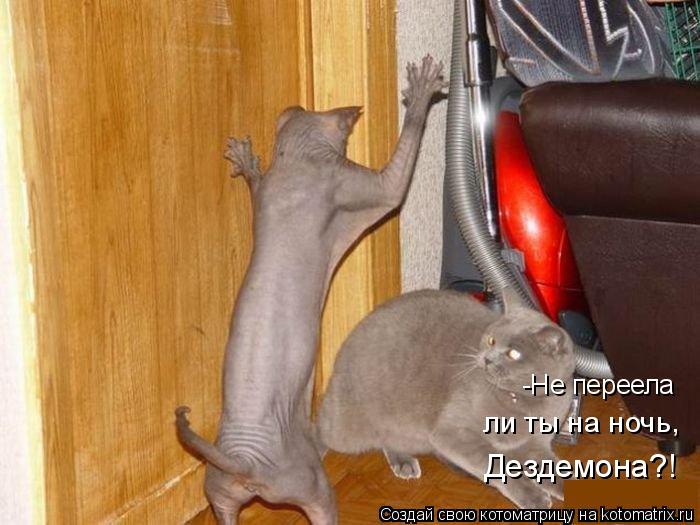 -Не переела ли ты на ночь, Дездемона?!... Котоматрица: -Не переела ли ты на ночь, Дездемона?!