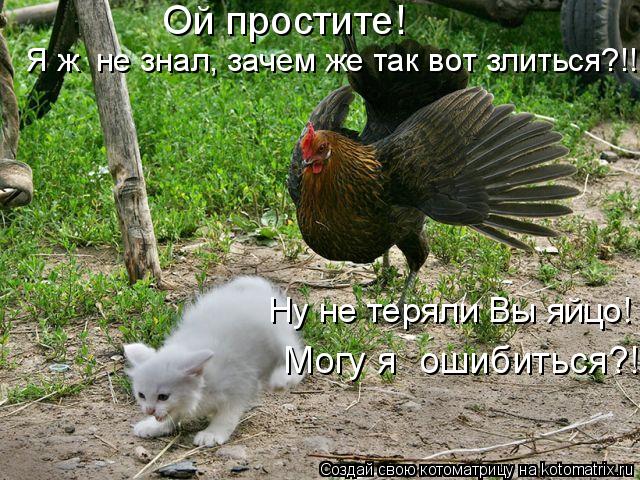 Котоматрица: Ой простите!  Я ж  не знал, зачем же так вот злиться?!! Могу я  ошибиться?! Ну не теряли Вы яйцо!