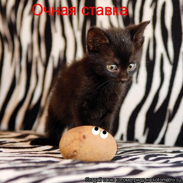 Очная ставка... Котоматрица: Очная ставка
