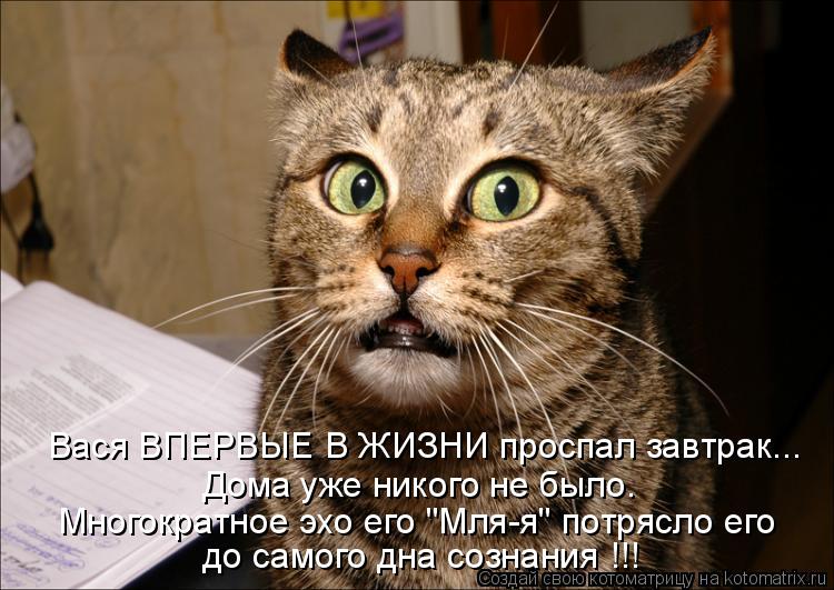 Котоматрица: Вася ВПЕРВЫЕ В ЖИЗНИ проспал завтрак... Дома уже никого не было. Многократное эхо его "Мля-я" потрясло его до самого дна сознания !!!