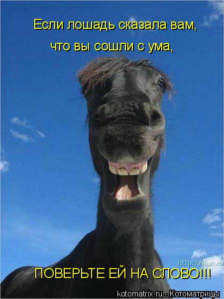 Если лошадь сказала вам, что вы сошли с ума, ПОВЕРЬТЕ ЕЙ НА СЛОВО!!!... Котоматрица: Если лошадь сказала вам, что вы сошли с ума, ПОВЕРЬТЕ ЕЙ НА СЛОВО!!!