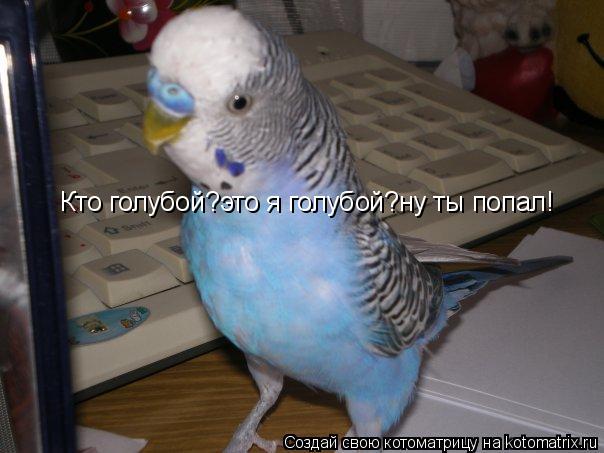 Кто голубой?это я голубой?ну ты попал!... Котоматрица: Кто голубой?это я голубой?ну ты попал!