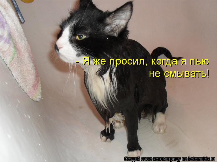- Я же просил, когда я пью не смывать!... Котоматрица: - Я же просил, когда я пью не смывать!