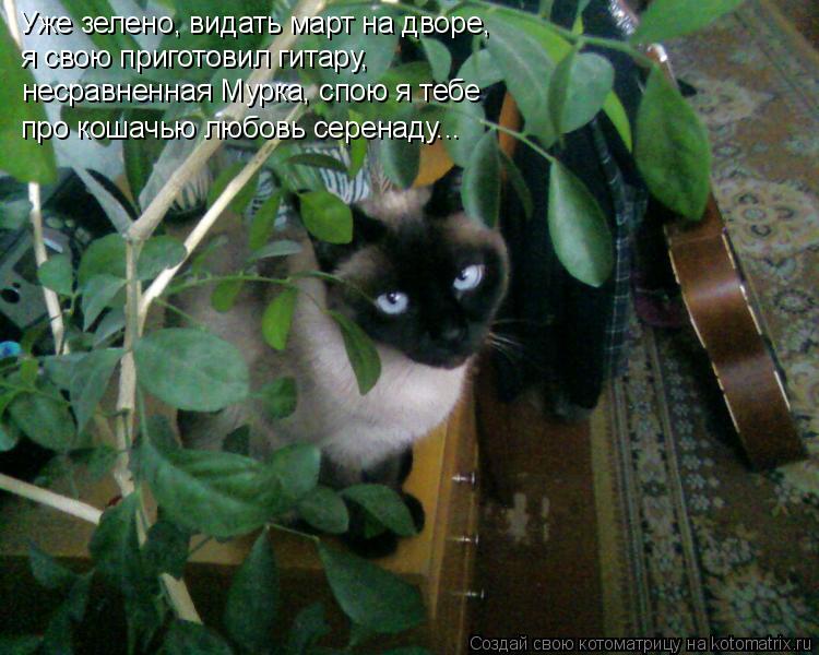 Уже зелено, видать март на дворе, я свою приготовил гитару, несравненная Мурка, спою я тебе про кошач... Котоматрица: Уже зелено, видать март на дворе, я свою приготовил гитару, несравненная Мурка, спою я тебе про кошачью любовь серенаду...