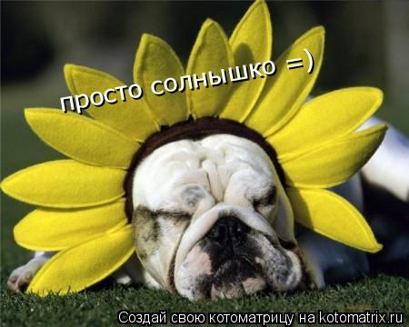просто солнышко =)... Котоматрица: просто солнышко =)