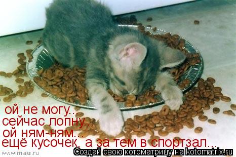 ой не могу... сейчас лопну... ой ням-ням... ещё кусочек, а за тем в спортзал...... Котоматрица: ой не могу... сейчас лопну... ой ням-ням... ещё кусочек, а за тем в спортзал...