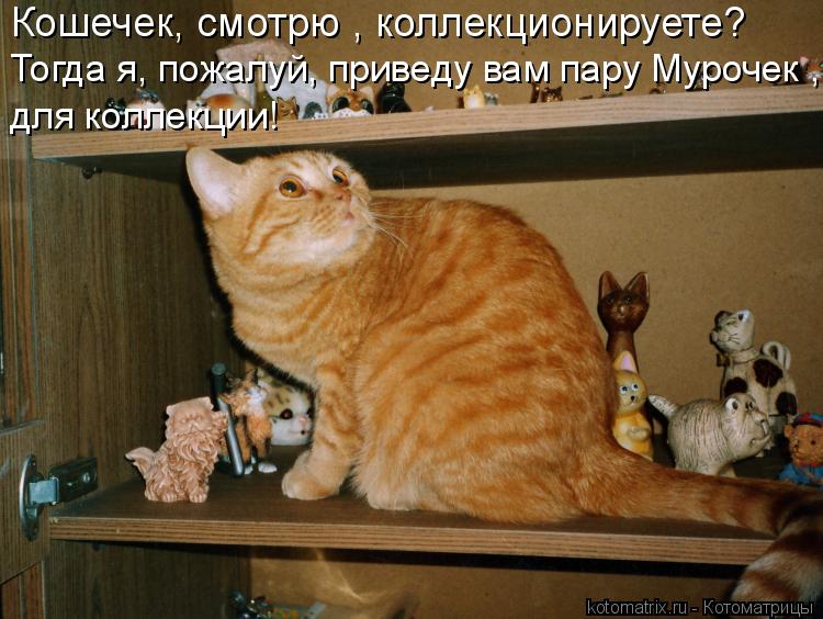 Котоматрица: Кошечек, смотрю , коллекционируете? Тогда я, пожалуй, приведу вам пару Мурочек , для коллекции!