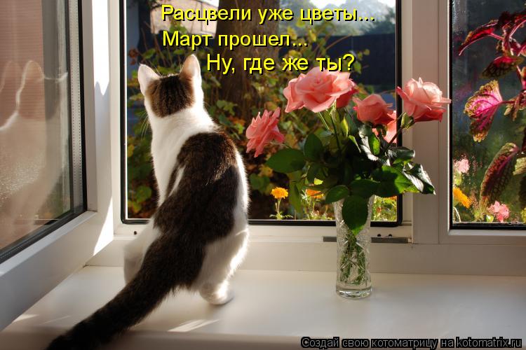 Расцвели уже цветы... Март прошел... Ну, где же ты?... Котоматрица: Расцвели уже цветы... Март прошел... Ну, где же ты?