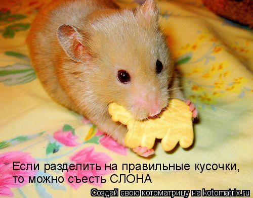 Если разделить на правильные кусочки, то можно съесть СЛОНА... Котоматрица: Если разделить на правильные кусочки, то можно съесть СЛОНА