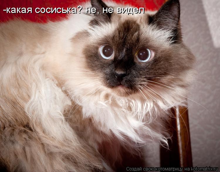 Котоматрица: -какая сосиська? не, не видел