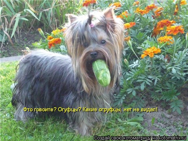 Фто говоите? Огуфцы? Какие огруфцы, нет не видел!... Котоматрица: Фто говоите? Огуфцы? Какие огруфцы, нет не видел!