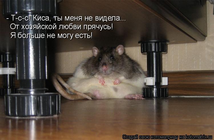 - Т-с-с! Киса, ты меня не видела... От хозяйской любви прячусь! Я больше не могу есть!... Котоматрица: - Т-с-с! Киса, ты меня не видела... От хозяйской любви прячусь! Я больше не могу есть!