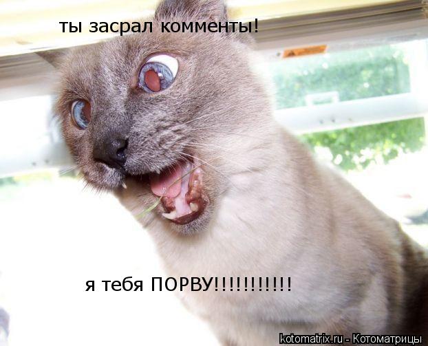 ты засрал комменты! я тебя ПОРВУ!!!!!!!!!!!... Котоматрица: ты засрал комменты! я тебя ПОРВУ!!!!!!!!!!!