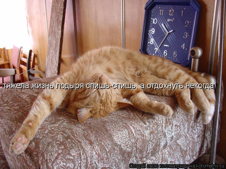 тяжела жизнь лодыря спишь-спишь, а отдохнуть некогда!... Котоматрица: тяжела жизнь лодыря спишь-спишь, а отдохнуть некогда!
