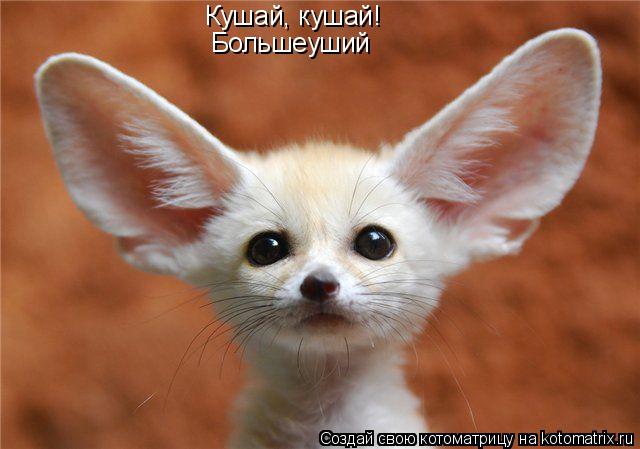 Котоматрица: Кушай, кушай! Большеуший