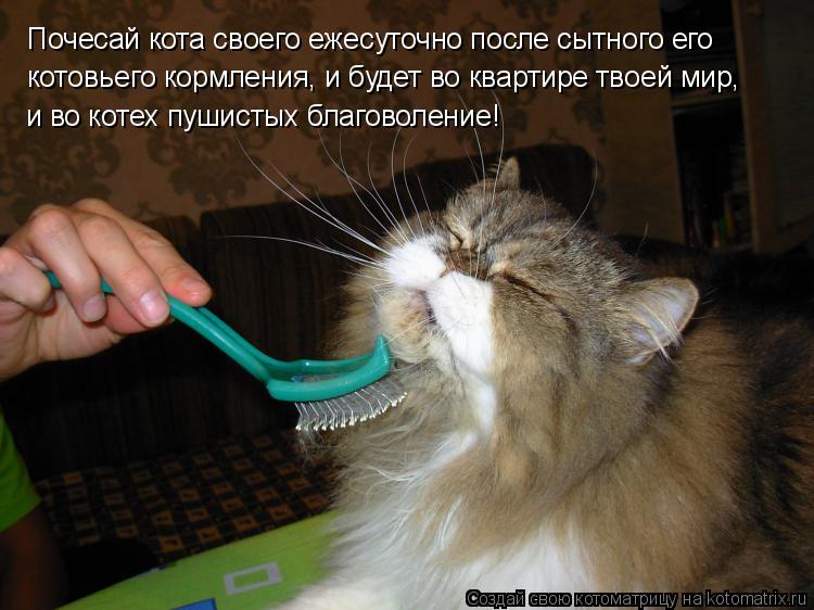 Почесай кота своего ежесуточно после сытного его котовьего кормления, и будет во квартире твоей мир, ... Котоматрица: Почесай кота своего ежесуточно после сытного его котовьего кормления, и будет во квартире твоей мир, и во котех пушистых благоволение!