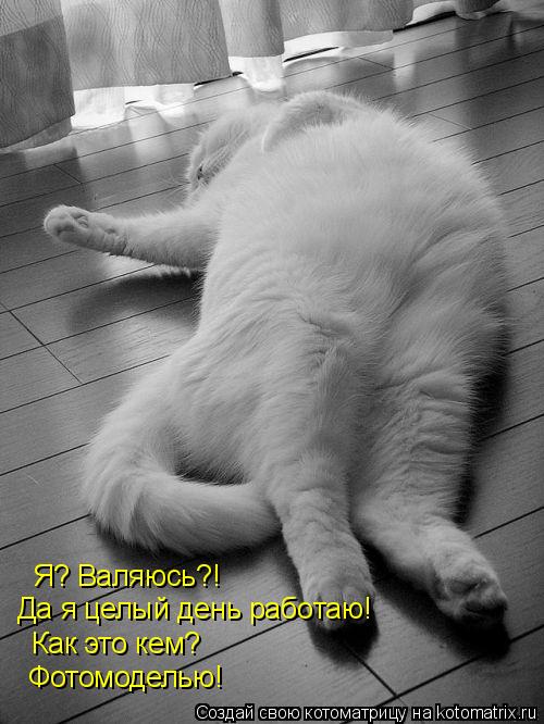 Котоматрица: Я? Валяюсь?! Да я целый день работаю! Как это кем? Фотомоделью!