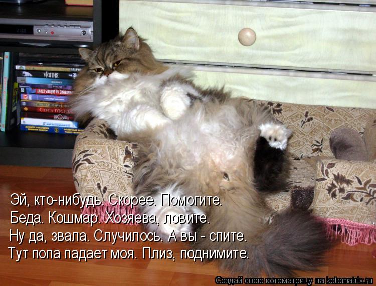 Котоматрица: Эй, кто-нибудь. Скорее. Помогите. Беда. Кошмар. Хозяева, ловите. Ну да, звала. Случилось. А вы - спите. Тут попа падает моя. Плиз, поднимите.