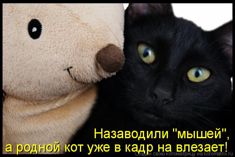 Котоматрица: Назаводили "мышей", а родной кот уже в кадр на влезает!