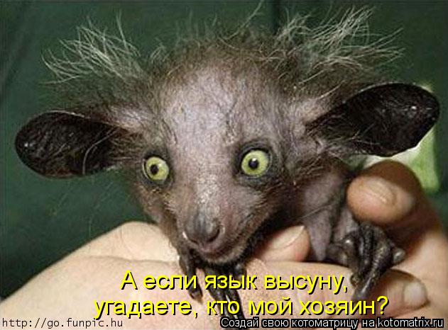 Котоматрица: А если язык высуну, угадаете, кто мой хозяин?