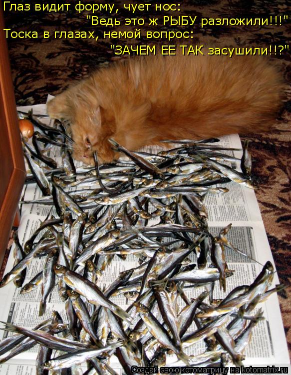 Котоматрица: Глаз видит форму, чует нос: "Ведь это ж РЫБУ разложили!!!" "ЗАЧЕМ ЕЕ ТАК засушили!!?" Тоска в глазах, немой вопрос:
