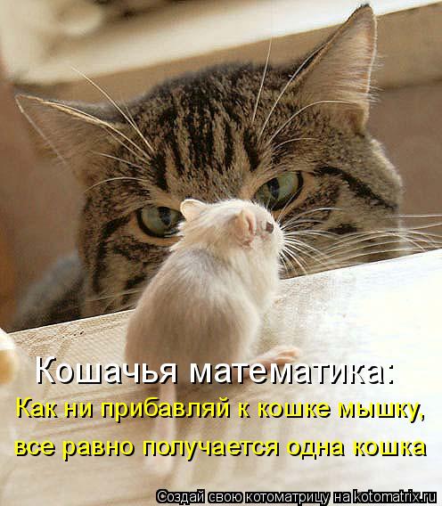 Котоматрица: Как ни прибавляй к кошке мышку, все равно получается одна кошка Кошачья математика: