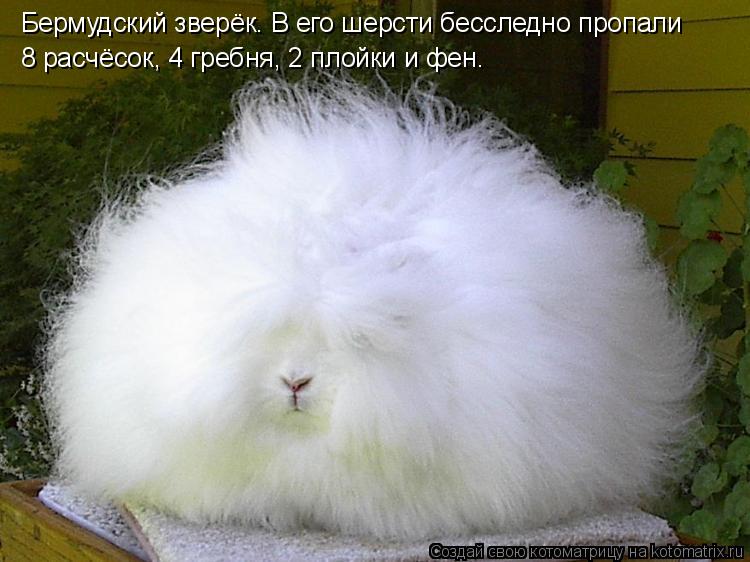 Бермудский зверёк. В его шерсти бесследно пропали 8 расчёсок, 4 гребня, 2 плойки и фен.... Котоматрица: Бермудский зверёк. В его шерсти бесследно пропали 8 расчёсок, 4 гребня, 2 плойки и фен.
