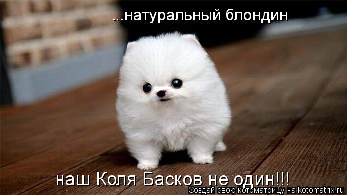 ...натуральный блондин наш Коля Басков не один!!!... Котоматрица: ...натуральный блондин наш Коля Басков не один!!!
