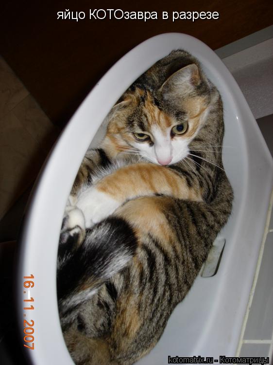 яйцо КОТОзавра в разрезе... Котоматрица: яйцо КОТОзавра в разрезе