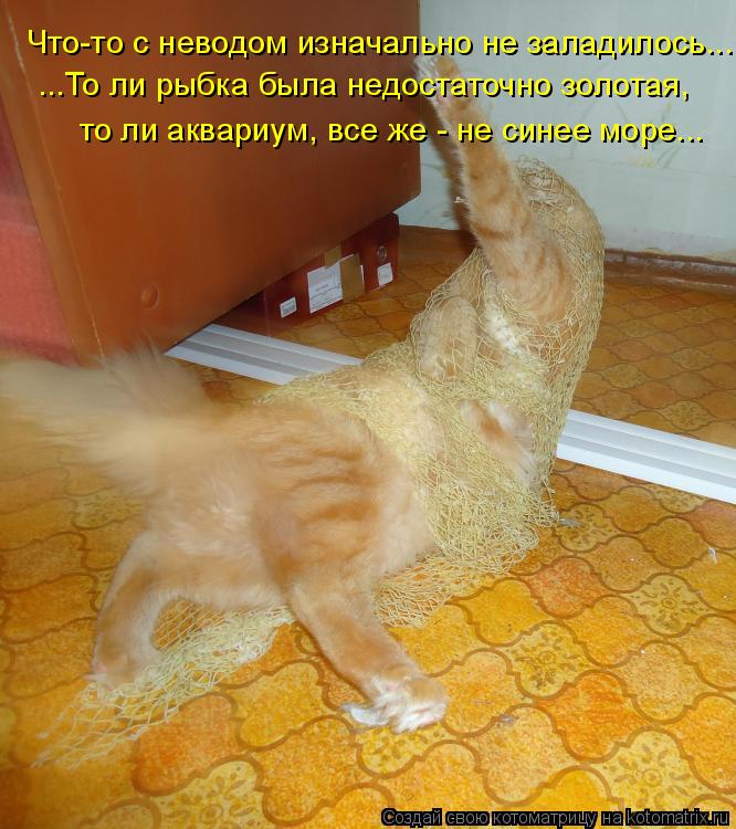 Котоматрица: Что-то с неводом изначально не заладилось... ...То ли рыбка была недостаточно золотая,  то ли аквариум, все же - не синее море...