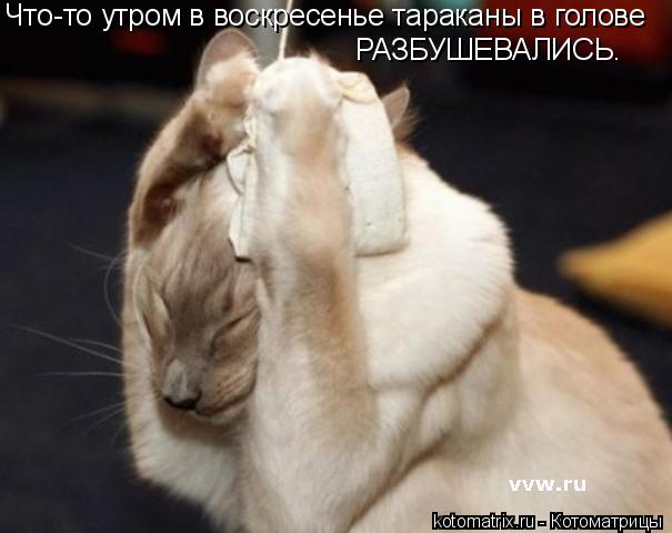 Что-то утром в воскресенье тараканы в голове РАЗБУШЕВАЛИСЬ.... Котоматрица: Что-то утром в воскресенье тараканы в голове РАЗБУШЕВАЛИСЬ.