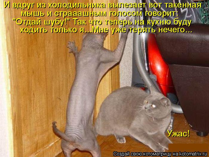 И вдруг из холодильника вылезает вот такенная мышь и страаашным голосом говорит: "Отдай шубу!" Так ч... Котоматрица: И вдруг из холодильника вылезает вот такенная мышь и страаашным голосом говорит: "Отдай шубу!" Так что теперь на кухню буду ходить только я.
